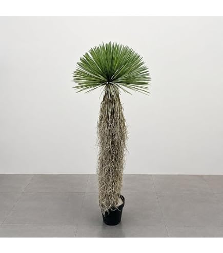 Amazon｜ユッカリギダ 鉢のまま 5 ユッカ ロストラータ｜観葉植物